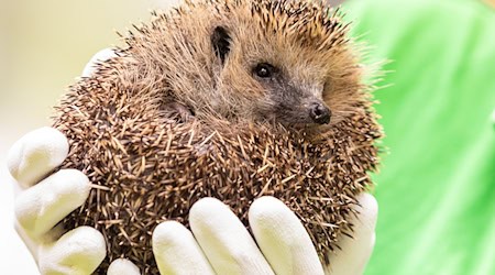 Die Lebensbedingungen für Igel sind schwierig. (Archivbild) / Foto: Moritz Frankenberg/dpa