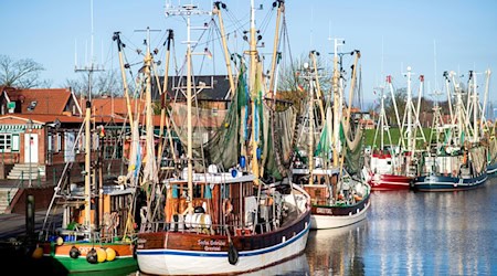 Solche traditionellen Krabbenkutter könnten bald in den Nordseehäfen weniger werden: In Ostfriesland arbeiten Wissenschaftler an einem «Zukunftskutter». (Archivbild) / Foto: Hauke-Christian Dittrich/dpa