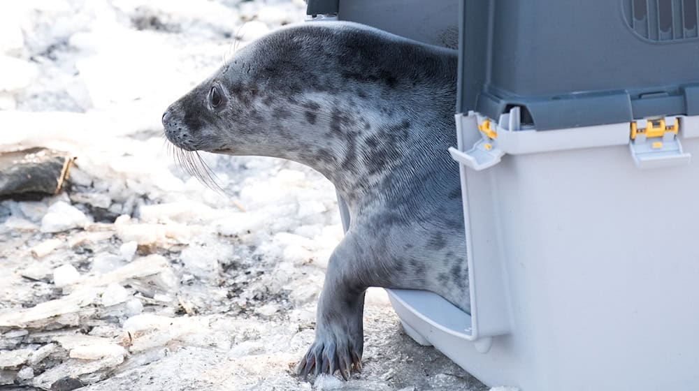 Die ersten Kegelrobbenheuler der Saison sind ausgewildert worden. / Foto: Daniel Bockwoldt/dpa