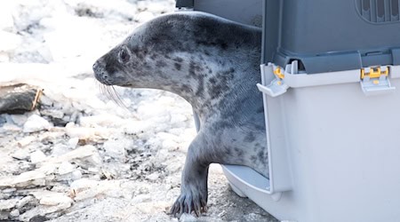 Die ersten Kegelrobbenheuler der Saison sind ausgewildert worden. / Foto: Daniel Bockwoldt/dpa