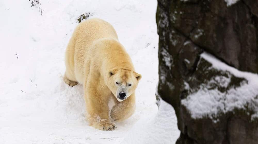 Auch bei Sturm und Schnee fühlen sich die Eisbären im Freien wohl. / Foto: Michael Matthey/dpa