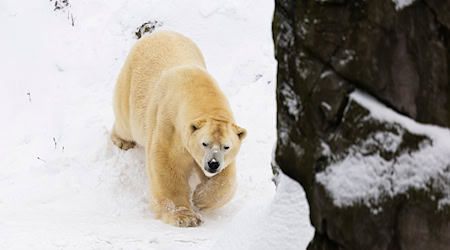 Auch bei Sturm und Schnee fühlen sich die Eisbären im Freien wohl. / Foto: Michael Matthey/dpa