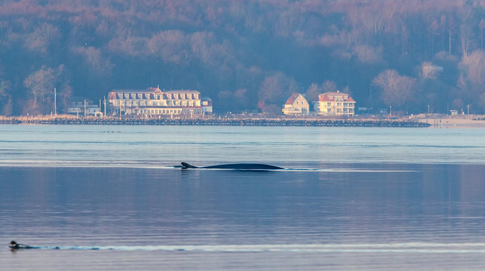 Seit Anfang des Jahres wird der Wal regelmäßig in der Flensburger Förde gesichtet. / Foto: Ulrich Perrey/dpa