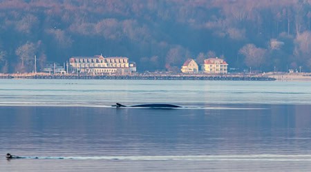 Seit Anfang des Jahres wird der Wal regelmäßig in der Flensburger Förde gesichtet. / Foto: Ulrich Perrey/dpa