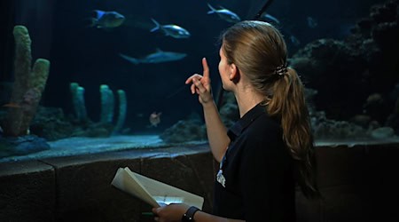 Aquaristin Lisa Winkelgrund zählt die Tiere im Becken. / Foto: Shireen Broszies/dpa