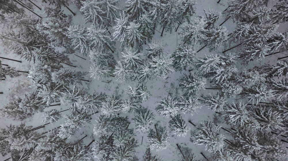 Jäger und Waldbesucher im Landkreis Leer sollen momentan besonders auf die Wildtiere achten. (Symbolbild) / Foto: Boris Roessler/dpa