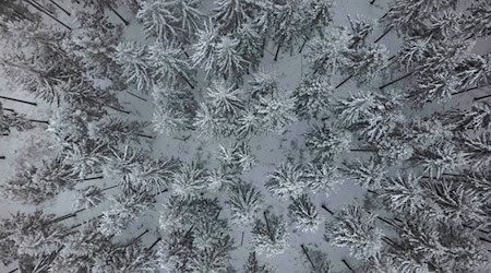 Jäger und Waldbesucher im Landkreis Leer sollen momentan besonders auf die Wildtiere achten. (Symbolbild) / Foto: Boris Roessler/dpa