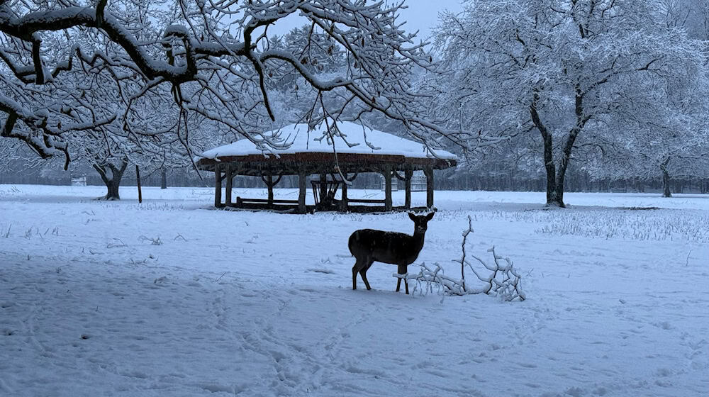 Während einer Notzeit nach dem Jagdrecht dürfen Wildtiere gefüttert werden. (Symbolbild) / Foto: Carola Große-Wilde/-/dpa