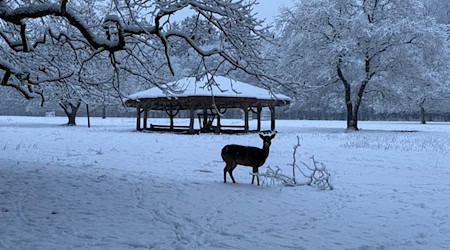 Während einer Notzeit nach dem Jagdrecht dürfen Wildtiere gefüttert werden. (Symbolbild) / Foto: Carola Große-Wilde/-/dpa