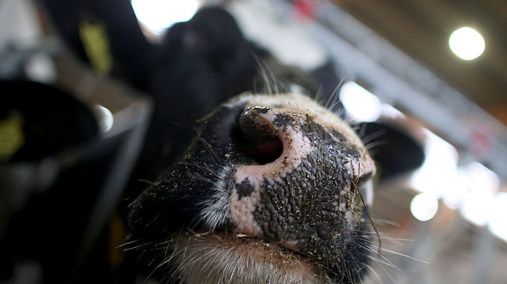 Die Feuerwehr rettete die beiden Kühe. (Symbolbild) / Foto: Oliver Berg/dpa