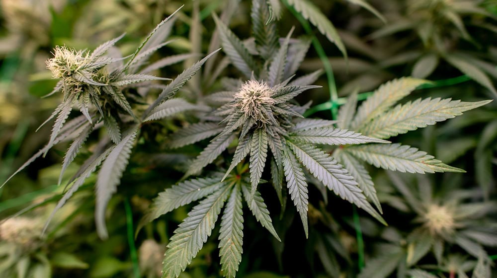 Bei einem Einsatz im Landkreis Holzminden stellte die Polizei rund 200 Cannabispflanzen sicher. (Symbolbild) / Foto: Hauke-Christian Dittrich/dpa