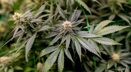 Bei einem Einsatz im Landkreis Holzminden stellte die Polizei rund 200 Cannabispflanzen sicher. (Symbolbild) / Foto: Hauke-Christian Dittrich/dpa