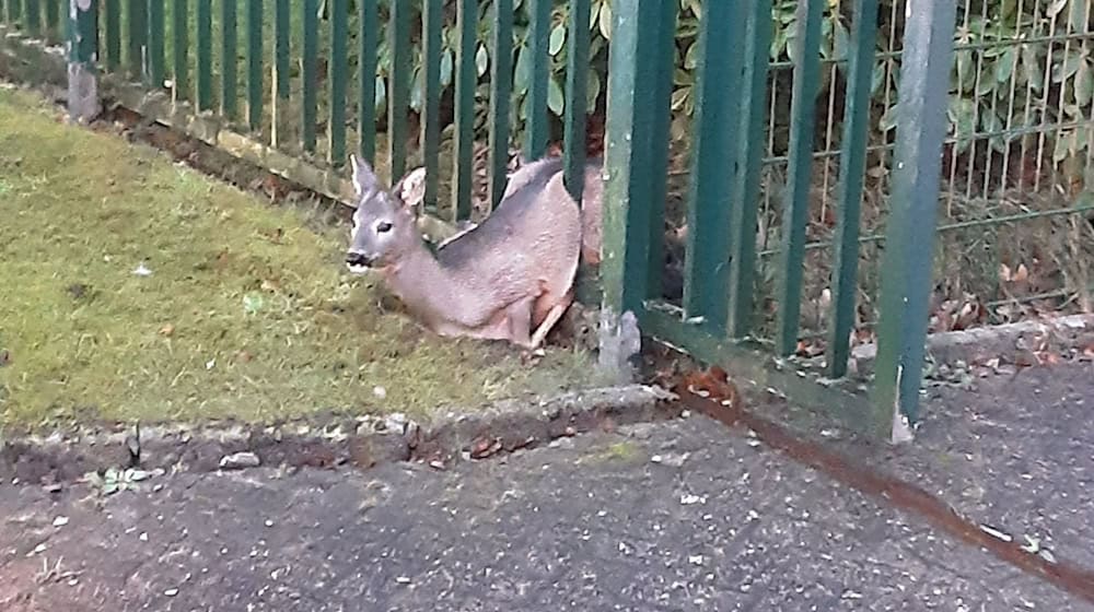 Die Feuerwehr befreite das Rehkitz.  / Foto: -/Feuerwehr Wilhelmshaven/dpa