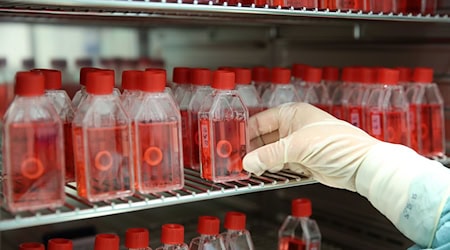 In einer Gewebebank zeigt eine Mitarbeiterin den Brutschrank mit präparierter menschlicher Hornhaut. / Foto: Bernd Wüstneck/dpa-Zentralbild/dpa