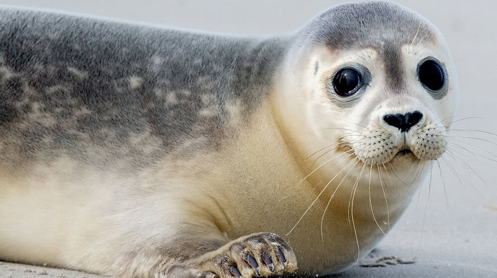 Eine Robbe lag im Landkreis Cuxhaven plötzlich auf einer Straße und wurde bei einem Unfall tödlich verletzt. (Symbolbild)  / Foto: Hauke-Christian Dittrich/dpa