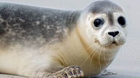 Eine Robbe lag im Landkreis Cuxhaven plötzlich auf einer Straße und wurde bei einem Unfall tödlich verletzt. (Symbolbild)  / Foto: Hauke-Christian Dittrich/dpa