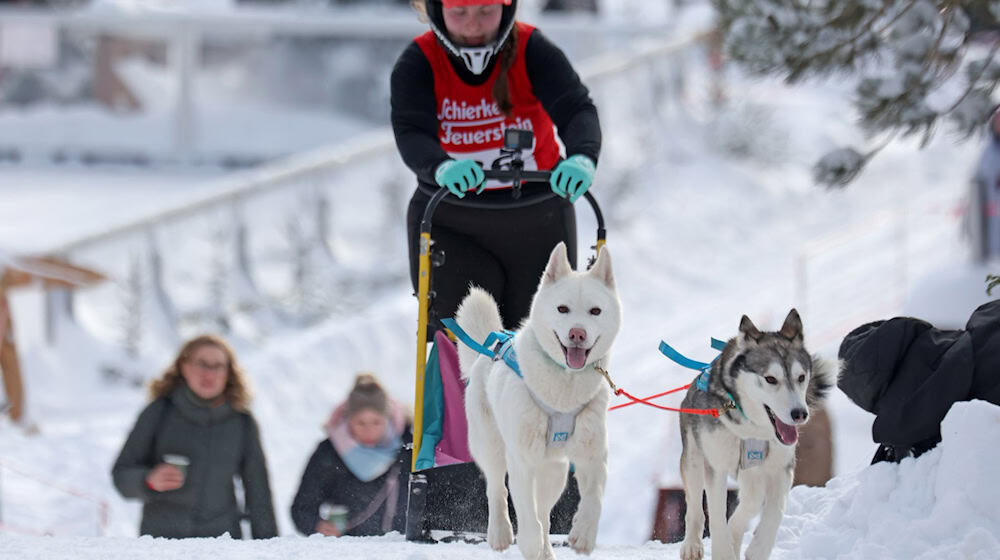 Im Harz sind wieder die Schlittenhunde los. / Foto: Matthias Bein/dpa