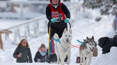 Im Harz sind wieder die Schlittenhunde los. / Foto: Matthias Bein/dpa