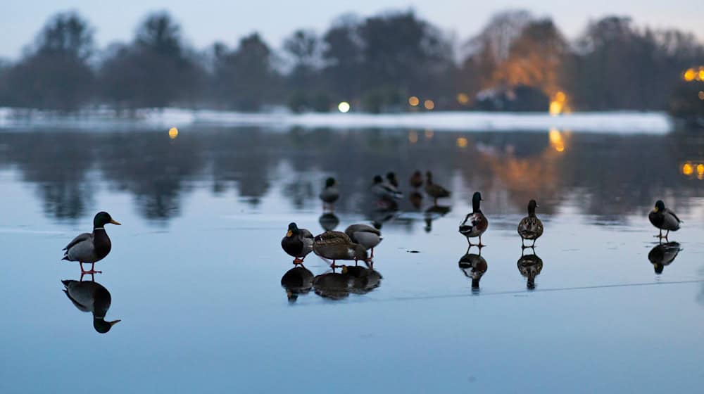 In einigen Gewässern können die Wasserstände infolge der schmelzenden Schneemassen in den kommenden Tagen etwas ansteigen. / Foto: Michael Matthey/dpa
