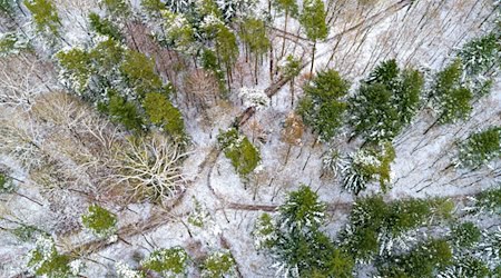 Wer ein paar grundlegende Dinge beachtet, kann in den nächsten Tagen schöne Waldspaziergänge erleben.  / Foto: Sina Schuldt/dpa