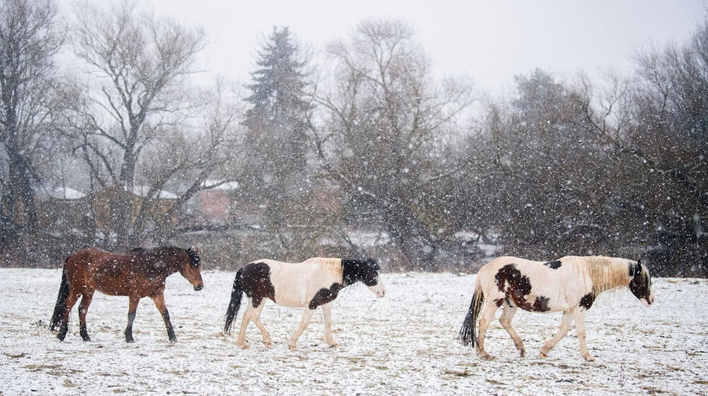Auch bei Schnee können gesunde Pferde auf der Koppel sein. (Archivbild) / Foto: Julian Stratenschulte/dpa