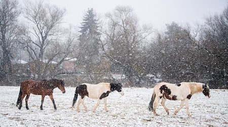 Auch bei Schnee können gesunde Pferde auf der Koppel sein. (Archivbild) / Foto: Julian Stratenschulte/dpa