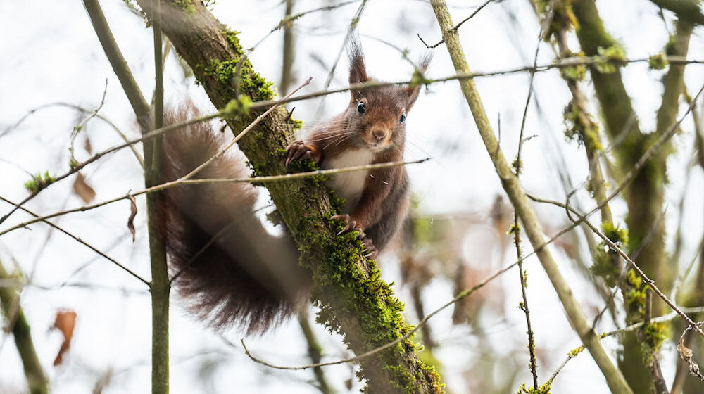 Eichhörnchen kommen im Winter oft nicht an ihre Vorräte heran. (Archivbild)  / Foto: Silas Stein/dpa
