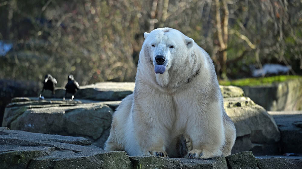 Bei den Eisbären fällt das Zählen leicht: Drei leben im Zoo Hannover. / Foto: Shireen Broszies/dpa