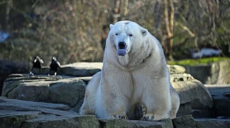 Bei den Eisbären fällt das Zählen leicht: Drei leben im Zoo Hannover. / Foto: Shireen Broszies/dpa