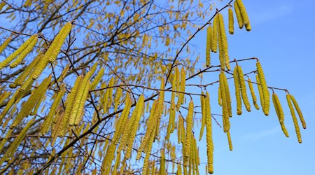 Pollen sind die häufigsten Auslöser allergischer Atemwegserkrankungen. / Foto: Patrick Pleul/dpa