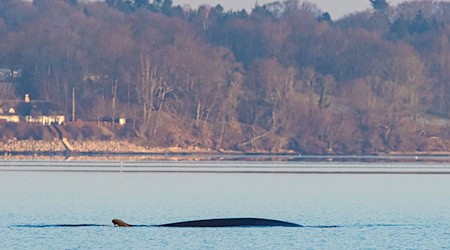 Große Wale sind seltene Besucher in der Ostsee. / Foto: Ulrich Perrey/dpa