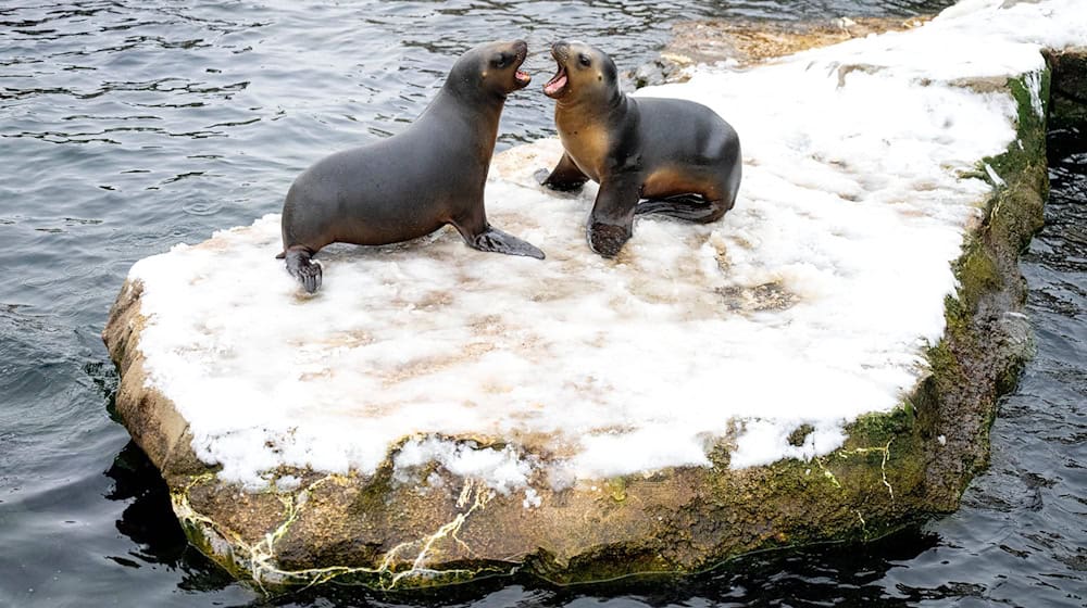 Wegen eines Wasserrohrbruchs bleibt der Zoo am Meer bis 12. Januar geschlossen. (Archivbild) / Foto: Sina Schuldt/dpa