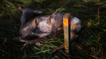 Ausgelegtes Aas soll Wildtiere anlocken. (Archivbild) / Foto: Sina Schuldt/dpa