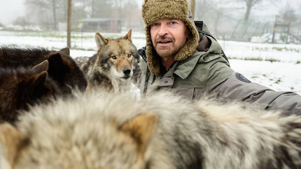 Filmwolf-Trainer Miguel de la Torre und seine Tiere haben im Film «Woodwalkers 2» mitgewirkt. / Foto: Philipp Schulze/dpa