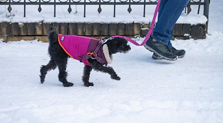 Besitzer sollten darauf achten, dass die Pfoten ihrer Hunde nicht zu sehr mit Salz in Berührung kommen. (Symbolbiild) / Foto: Wolfram Steinberg/dpa