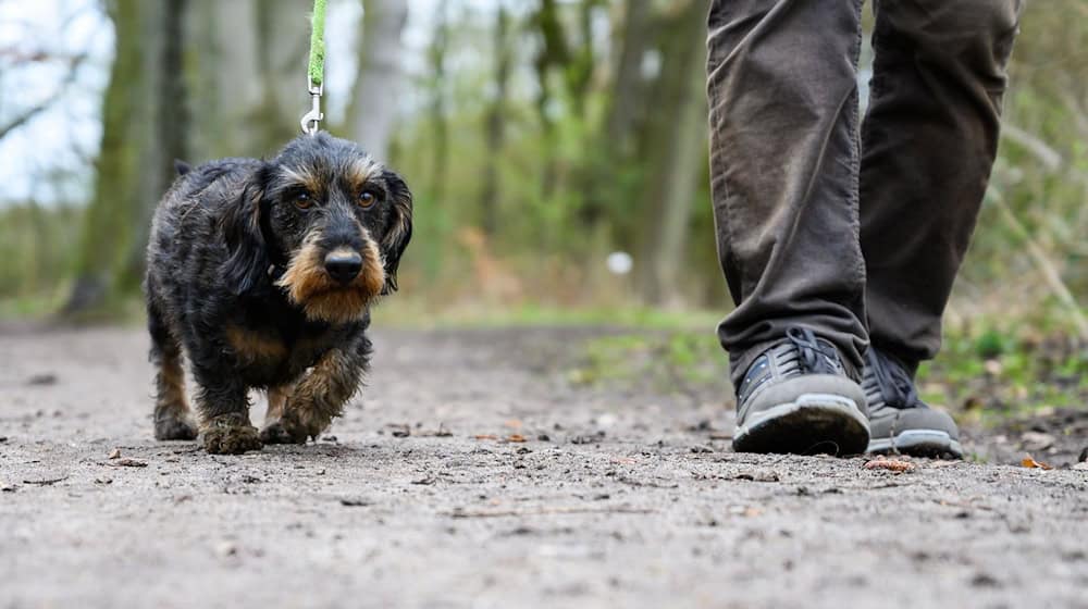 Die Polizei sucht nach dem Unbekannten, der den für Hunde gefährlichen Köder ausgelegt hat. (Symbolbild)  / Foto: Christophe Gateau/dpa