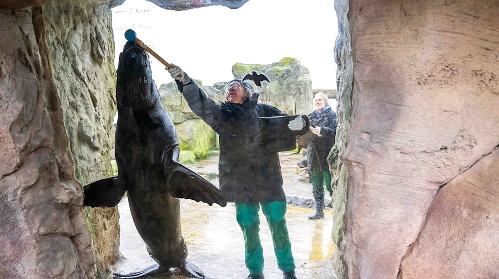Wie viele Tiere leben im Zoo am Meer in Bremerhaven? Und wie groß sind sie? Das wollen die Tierpfleger und -pflegerinnen auch in diesem Jahr herausfinden. (Archivbild) / Foto: Sina Schuldt/dpa