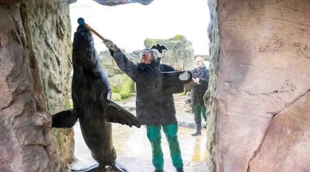 Wie viele Tiere leben im Zoo am Meer in Bremerhaven? Und wie groß sind sie? Das wollen die Tierpfleger und -pflegerinnen auch in diesem Jahr herausfinden. (Archivbild) / Foto: Sina Schuldt/dpa