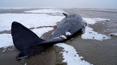In Dänemark sind mehrere Wale gestrandet.  / Foto: Mads Claus Rasmussen/Ritzau Scanpix/AP/dpa