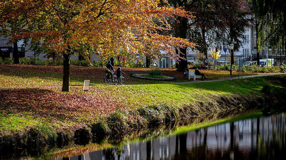 Die Baumschutzsatzung in Oldenburg bleibt bestehen - das ist das Ergebnis eines Bürgerentscheids. (Symbolbild)   / Foto: Hauke-Christian Dittrich/dpa