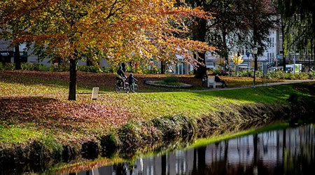 Die Baumschutzsatzung in Oldenburg bleibt bestehen - das ist das Ergebnis eines Bürgerentscheids. (Symbolbild)   / Foto: Hauke-Christian Dittrich/dpa