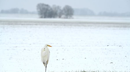 Das ungemütliche Winterwetter hält weiter an. (Symbolbild) / Foto: Lars Penning/dpa