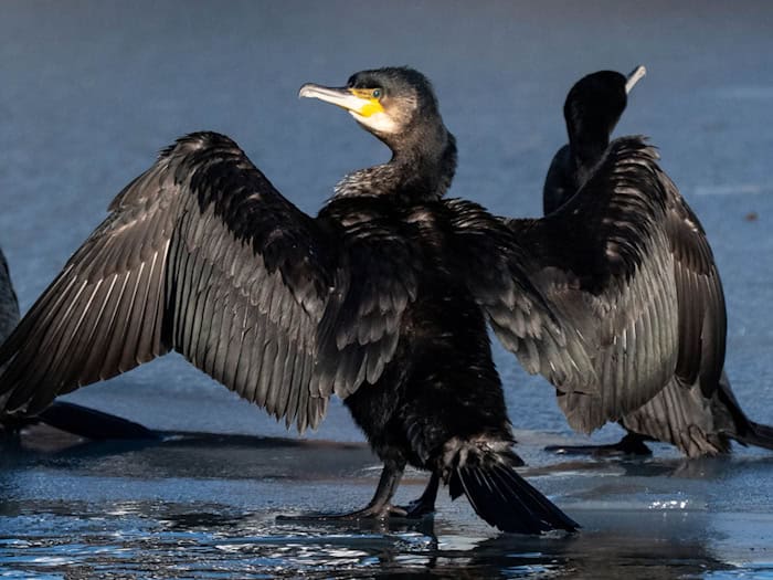 Kormorane fetten ihr Gefieder nicht gegen die Kälte ein. Daher setzt ihnen kaltes Wasser stärker zu als anderen Vögeln. (Archivbild) / Foto: Stefan Sauer/dpa