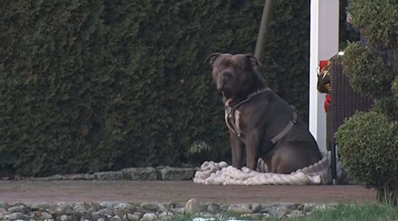 Der American Bully XL bestand einen Wesenstest. (Archivbild) / Foto: Ulf Zurlutter/Nord-West-Media/dpa