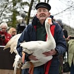 Gänsehalter Ludwig Smidt gibt seine drei verbliebenen Gänse persönlich im Tierpark ab. / Foto: Lars Penning/dpa