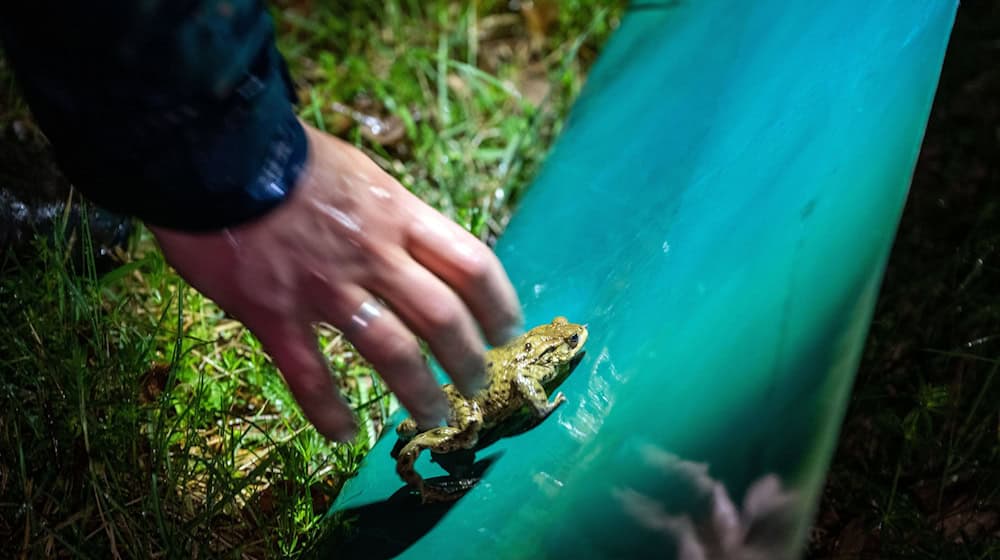 Vielerorts wurden bereits wieder Schutzzäune aufgestellt. Darauf sollten sich Autofahrer aber nicht verlassen. (Archivbild) / Foto: Pia Bayer/dpa