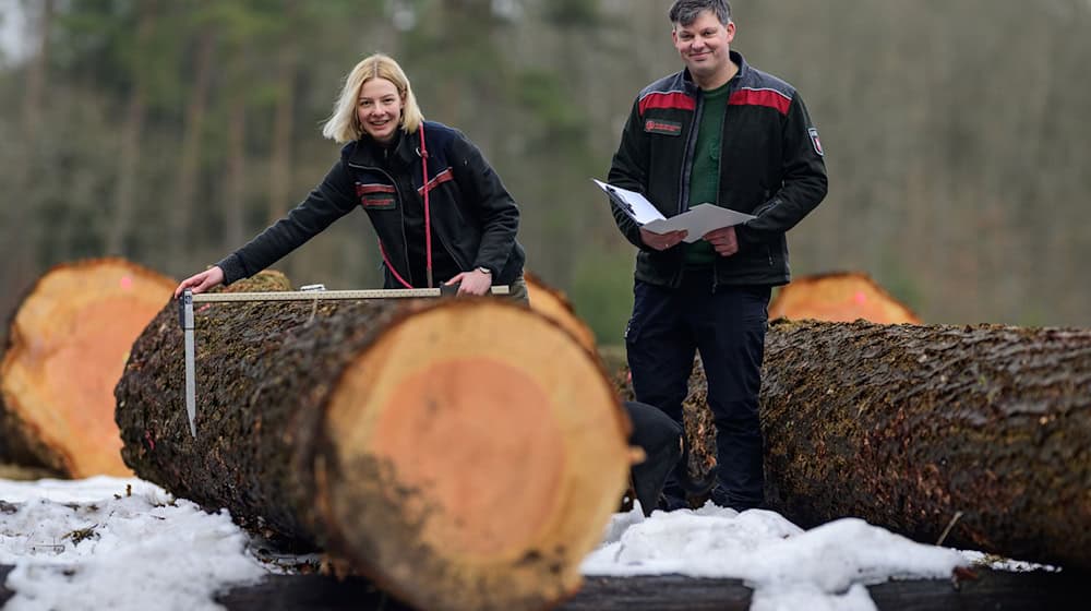  Ein Stamm einer Douglasie wird in Oerrel versteigert.  / Foto: Philipp Schulze/dpa