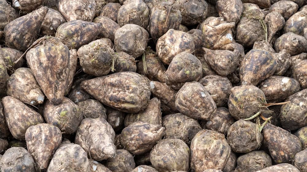 In Niedersachsen ist die Zuckerrübenernte abgeschlossen. (Archivbild) / Foto: Stefan Sauer/dpa