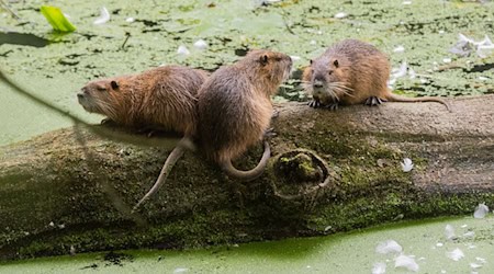Nutrias werden intensiv bejagt. (Archivbild)  / Foto: Julian Stratenschulte/dpa