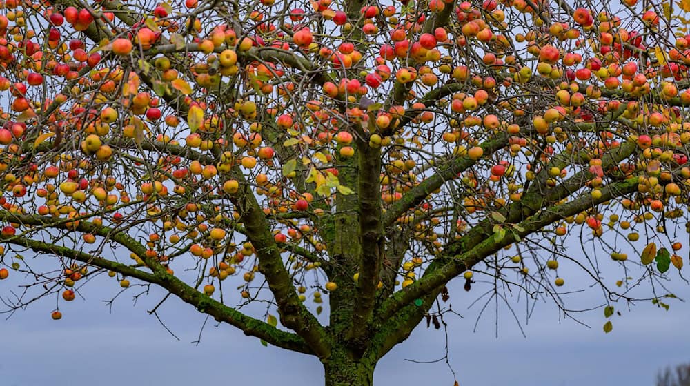 Bei den norddeutschen Obstbautagen werden Innovationen vorgestellt.  / Foto: Patrick Pleul/dpa